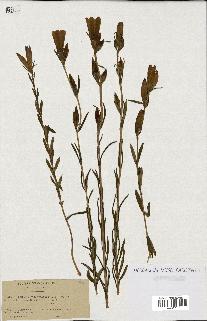 spécimen de Gentiana pneumonanthe