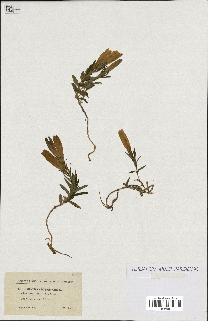 spécimen de Gentiana pneumonanthe
