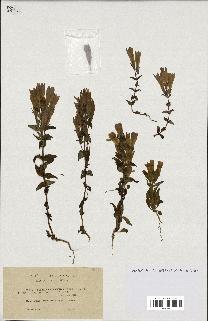 spécimen de Gentiana germanica