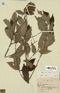 spécimen de Styrax benzoin