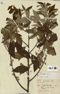 spécimen de Styrax benzoin
