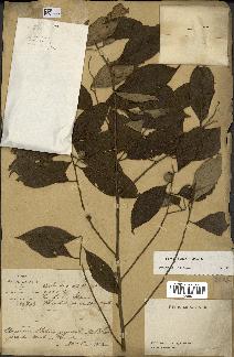 spécimen de Styrax benzoin