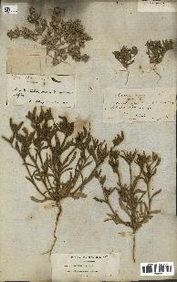 spécimen de Aizoon hispanicum