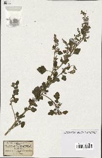 spécimen de Chenopodium opulifolium