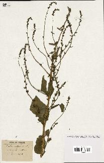 spécimen de Beta vulgaris