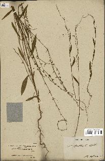 spécimen de Polygonum patulum