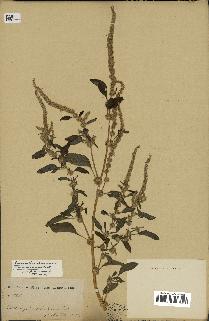 spécimen de Amaranthus spinosus