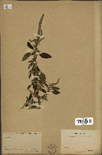 spécimen de Amaranthus spinosus