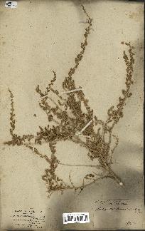 spécimen de Salsola tetragona