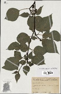 spécimen de Cornus alternifolia