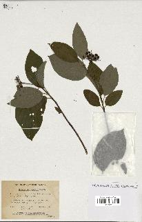 spécimen de Cornus stolonifera