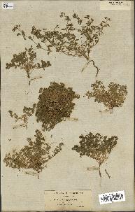 spécimen de Polycarpon polycarpoides