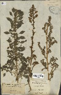 spécimen de Amaranthus sylvestris