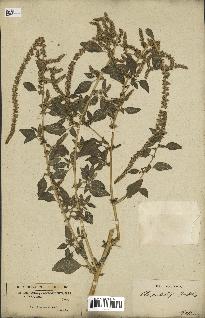 spécimen de Amaranthus patulus