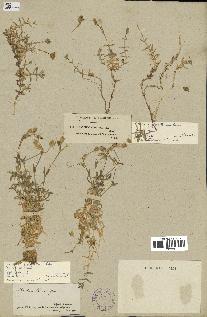 spécimen de Cerastium gibraltaricum