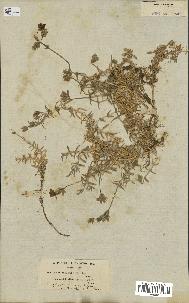spécimen de Cerastium gibraltaricum