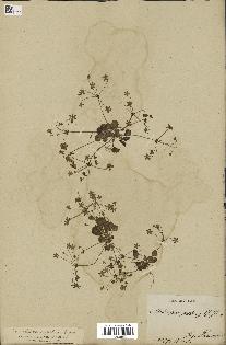 spécimen de Androsace saxifragifolia