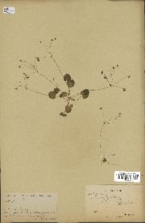 spécimen de Androsace saxifragifolia