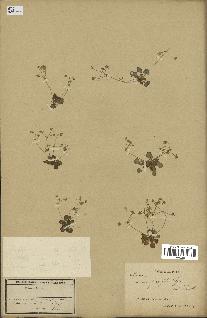 spécimen de Androsace saxifragifolia