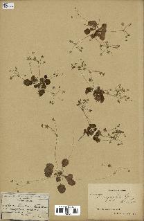 spécimen de Androsace saxifragifolia