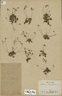 spécimen de Androsace saxifragifolia