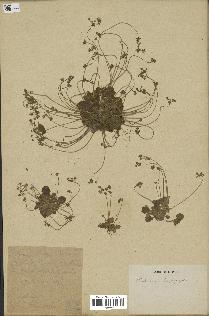 spécimen de Androsace saxifragifolia