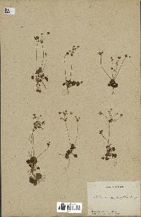 spécimen de Androsace saxifragifolia