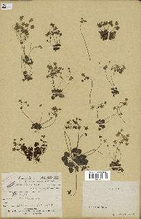 spécimen de Androsace saxifragifolia