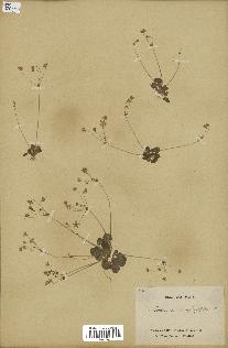 spécimen de Androsace saxifragifolia