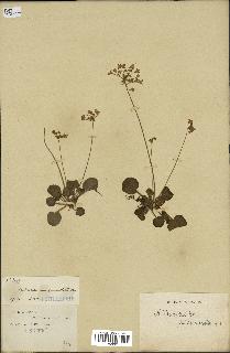 spécimen de Androsace saxifragifolia