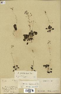 spécimen de Androsace saxifragifolia