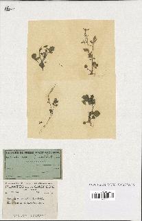 spécimen de Cardamine pensylvanica