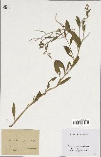 spécimen de Malcolmia africana