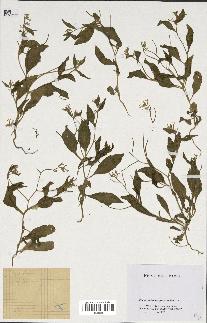 spécimen de Malcolmia africana