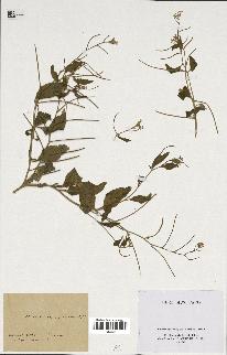 spécimen de Malcolmia africana
