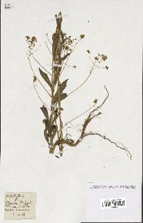 spécimen de Isatis tinctoria