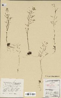 spécimen de Arabidopsis thaliana