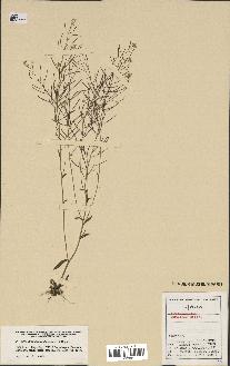 spécimen de Arabidopsis thaliana