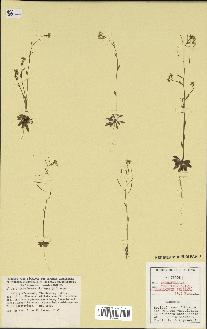 spécimen de Arabidopsis thaliana
