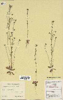 spécimen de Arabidopsis thaliana