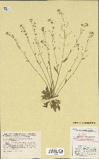 spécimen de Arabidopsis thaliana