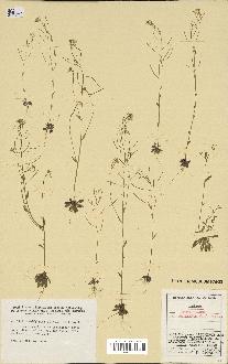 spécimen de Arabidopsis thaliana