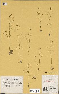 spécimen de Arabidopsis thaliana