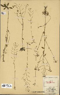 spécimen de Arabidopsis thaliana