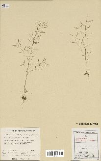 spécimen de Arabidopsis thaliana