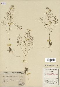 spécimen de Arabidopsis thaliana