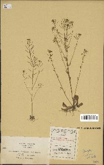 spécimen de Arabidopsis thaliana