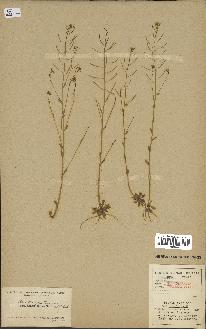 spécimen de Arabidopsis thaliana