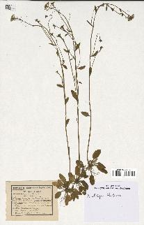 spécimen de Arabidopsis thaliana