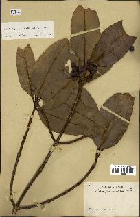 spécimen de Calophyllum soualatti
